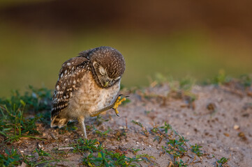 A burrowing owl chick strikes a familiar pose