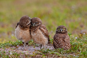 Tow burrowing owl chicks cuddle while a third stares.