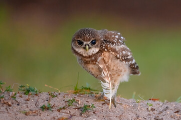 A burrowing owl chick with a feather.