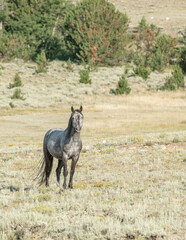 Naklejka na ściany i meble Mustang horse out on the range
