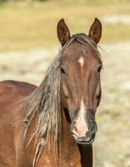portrait of a mustang horse