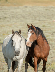 Obraz premium horses in a herd interacting with each other