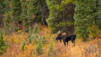 A bull moose in fall colors