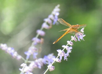 Golden-winged Skimmer Dragonfly