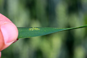Rose grain aphid Metopolophium dirhodum, colony of wingless specimens on wheat leaf.