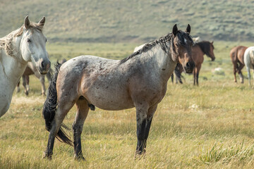 Obraz na płótnie Canvas Mustang horses