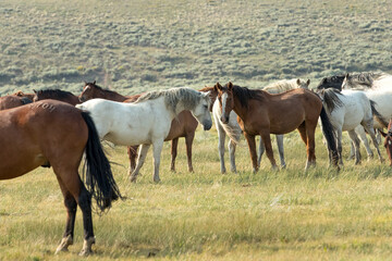 horses in a herd interacting with each other