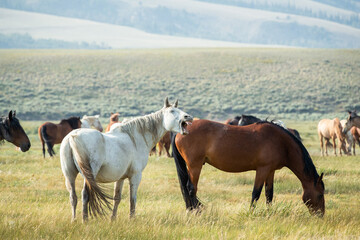 horses in a herd interacting with each other