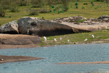 Garzas reunidas