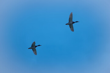 Pareja de patos en vuelo