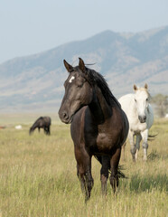 Mustang horses