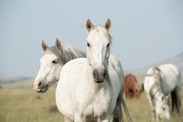 White horses standing together. 