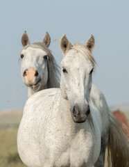 Obraz na płótnie Canvas White horses standing together. 