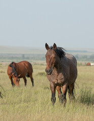 Mustang horses