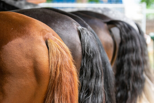 Horse tails
