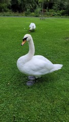 White swan on the green grass	