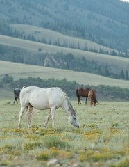 Mustang horses