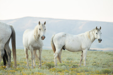 Obraz na płótnie Canvas Mustang horses
