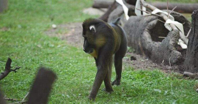 Baboon walking through Enclosure - Columbus Zoo