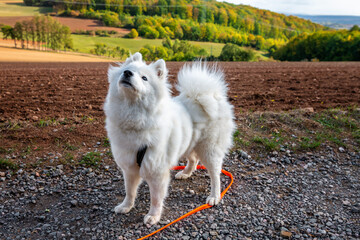 Edersee Germany Wonderful Nature Samoyed
