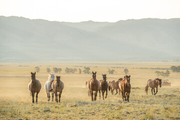 Mustang horses