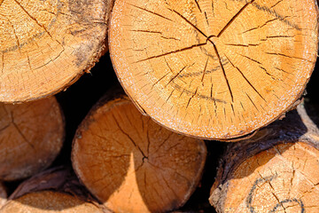 Stack of fresh pine logs on the street, side view, close-up