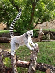 ring lemur in a zoo