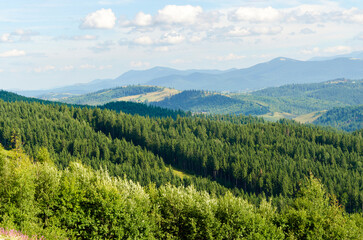 Fototapeta premium forest in the mountains