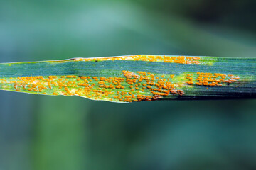 Severe yellow or stripe rust Puccinia striiformis on a wheat crop.