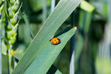 Ladybug (Coccinella septempunctata) a red beetle with seven spots resting on a wheat leaf plant commonly known as a ladyb.