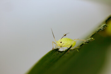 The greenbug or wheat aphid (Schizaphis graminum). A parasite of cereals.