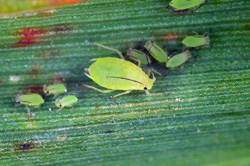 The greenbug or wheat aphid (Schizaphis graminum). A parasite of cereals.