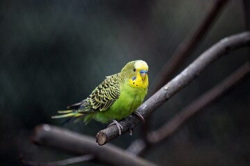 yellow and green parrot