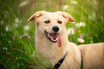 Portret szczęśliwego psa