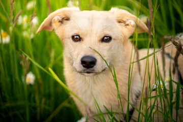Portret psa odpoczywającego w trawie  - obrazy, fototapety, plakaty