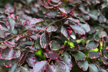Beech Purpurea Tricolor leaves. Fagus sylvatica Purpurea Tricolor.