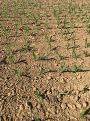 Young corn sprouts in the field.