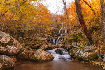Fototapeta premium autumn forest stream