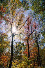 autumn in the forest