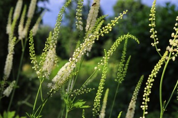 Actaea dahurica flower in the garden. Black cohosh.