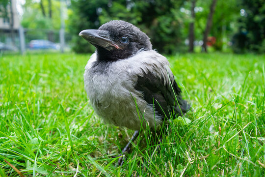 Cub of a gray crow in the green grass. Close up.