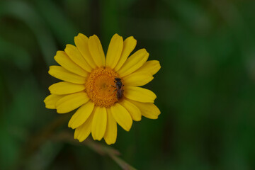 Insectos en flores del campo