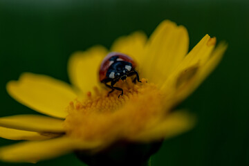 Insectos en flores del campo