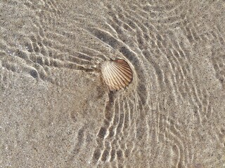 Fototapeta na wymiar Seashell in clear shallow water on sandy beach