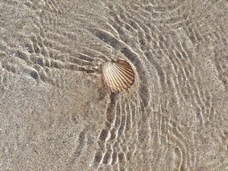 shell on the sand