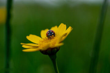 Insectos en flores del campo