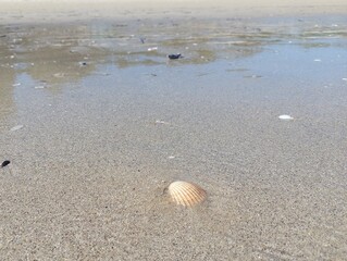 shell on the beach