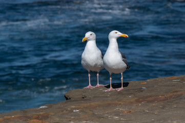 A pair of Seagulls in La Jolla, California.