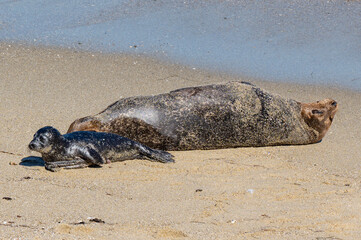 Seals and Sea Lions in La Jolla Cove, California.