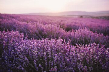 Fototapeta na wymiar Close up lavender flowers in beautiful field at sunset.